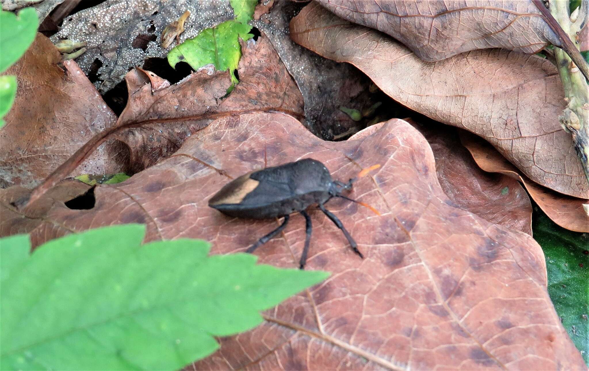 Image of Coridius nubilus (Westwood 1837)