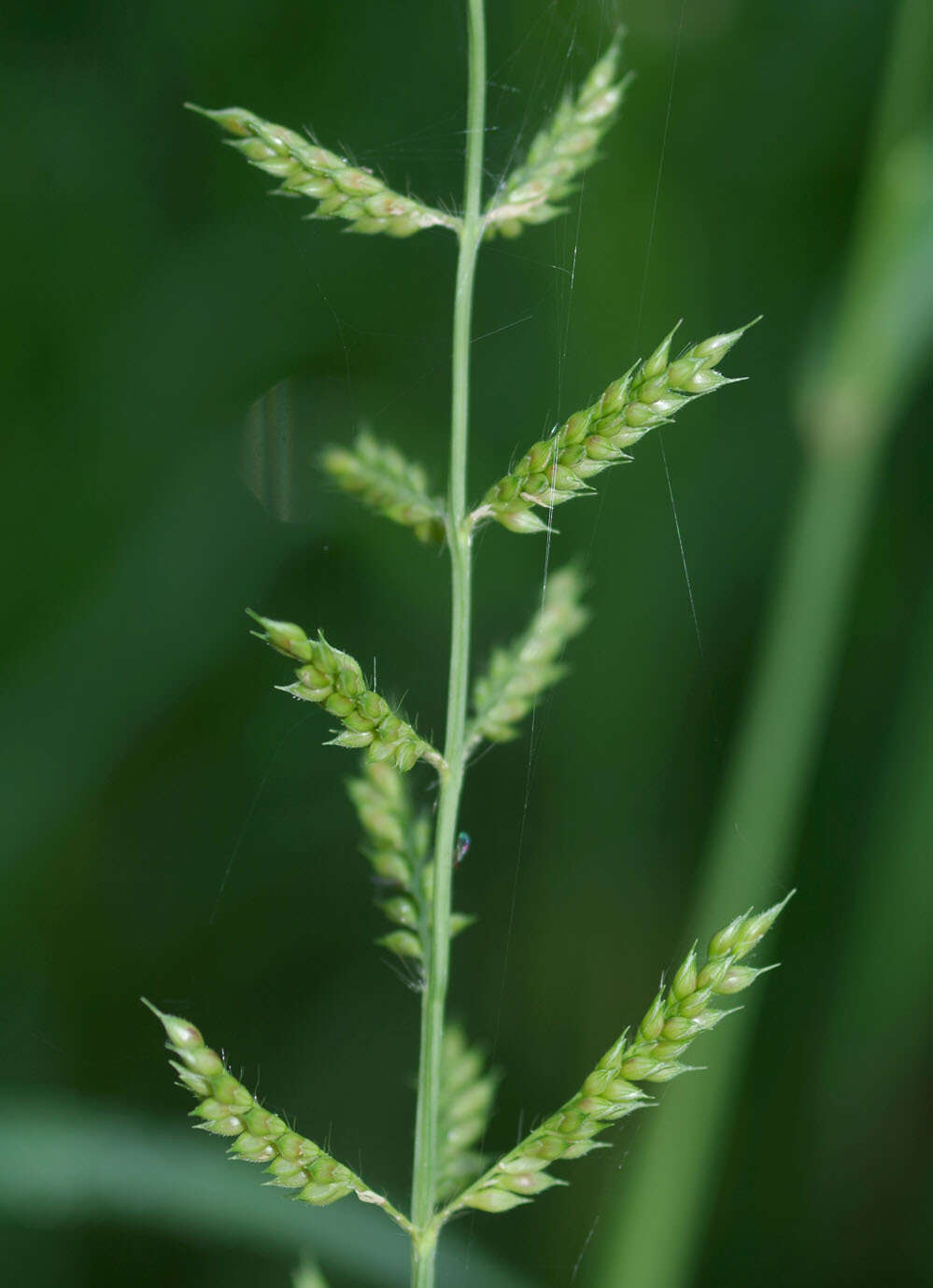 Plancia ëd Echinochloa polystachya (Kunth) Hitchc.