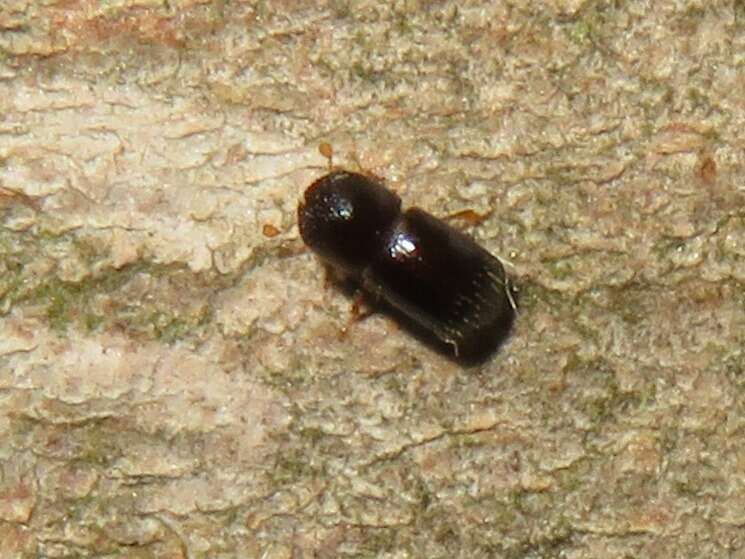 Image of Bark beetle