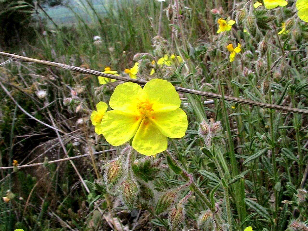 Image of Common Rock-rose