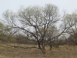 Image of Salix pierotii Miq.