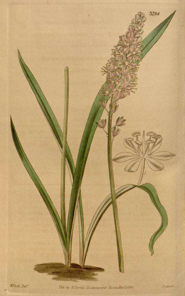 Image of Barnardia japonica (Thunb.) Schult. & Schult. fil.