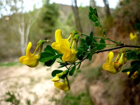 Image of Scorpion Senna