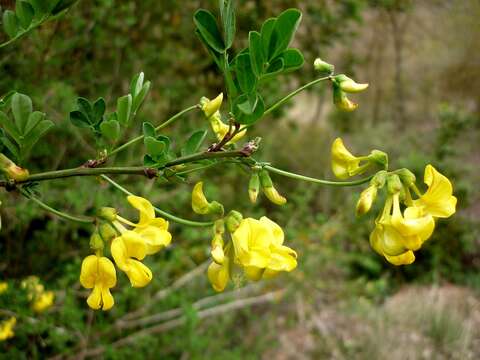 Image of Scorpion Senna