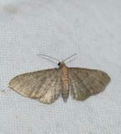 Imagem de Eupithecia haworthiata Doubleday 1856