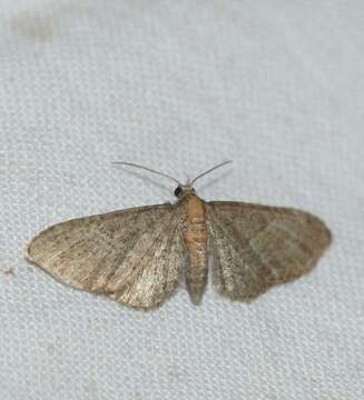 Imagem de Eupithecia haworthiata Doubleday 1856