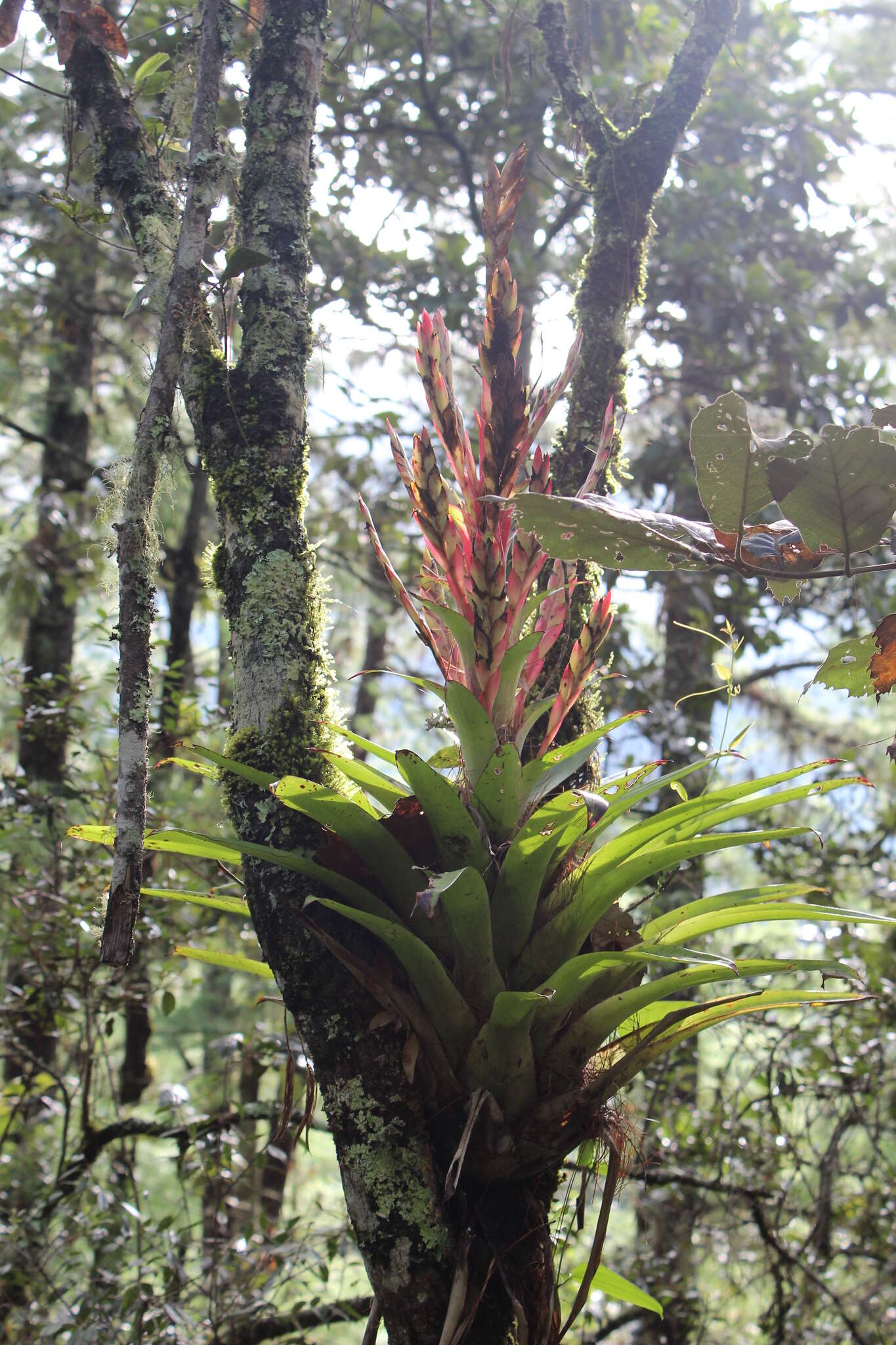 Image of Tillandsia deppeana Steud.