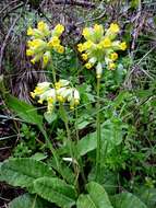 Image of Cowslip