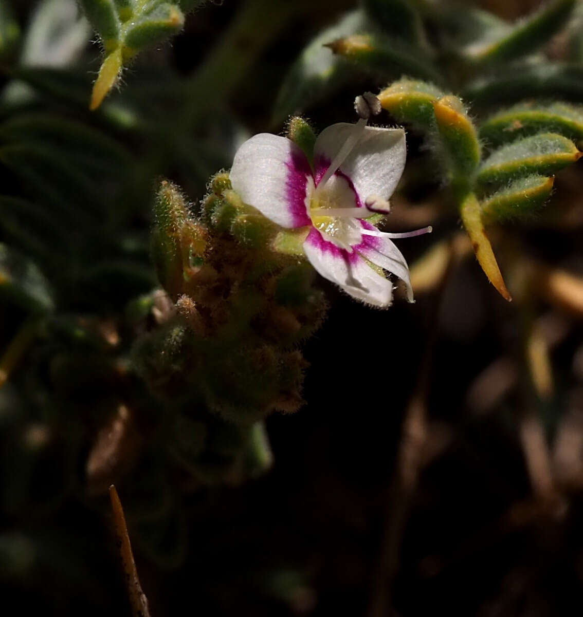 Image of Veronica polifolia Benth.