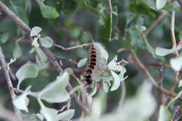 Trichiocercus sparshalli Curtis resmi