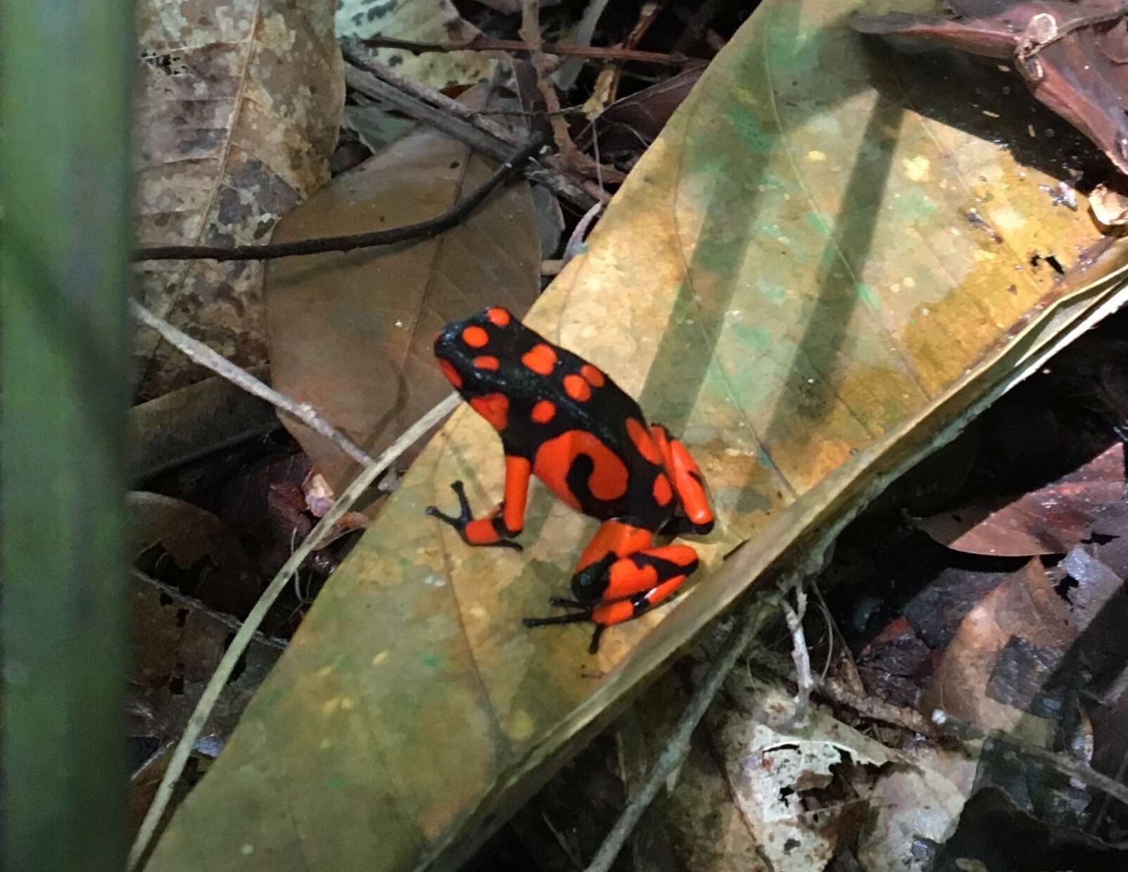 Image of Oophaga solanensis Posso-Terranova & Andrés 2018