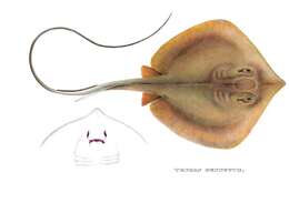 Image of Bennett's stingray