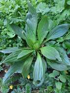 Image of Plantago depressa Willd.