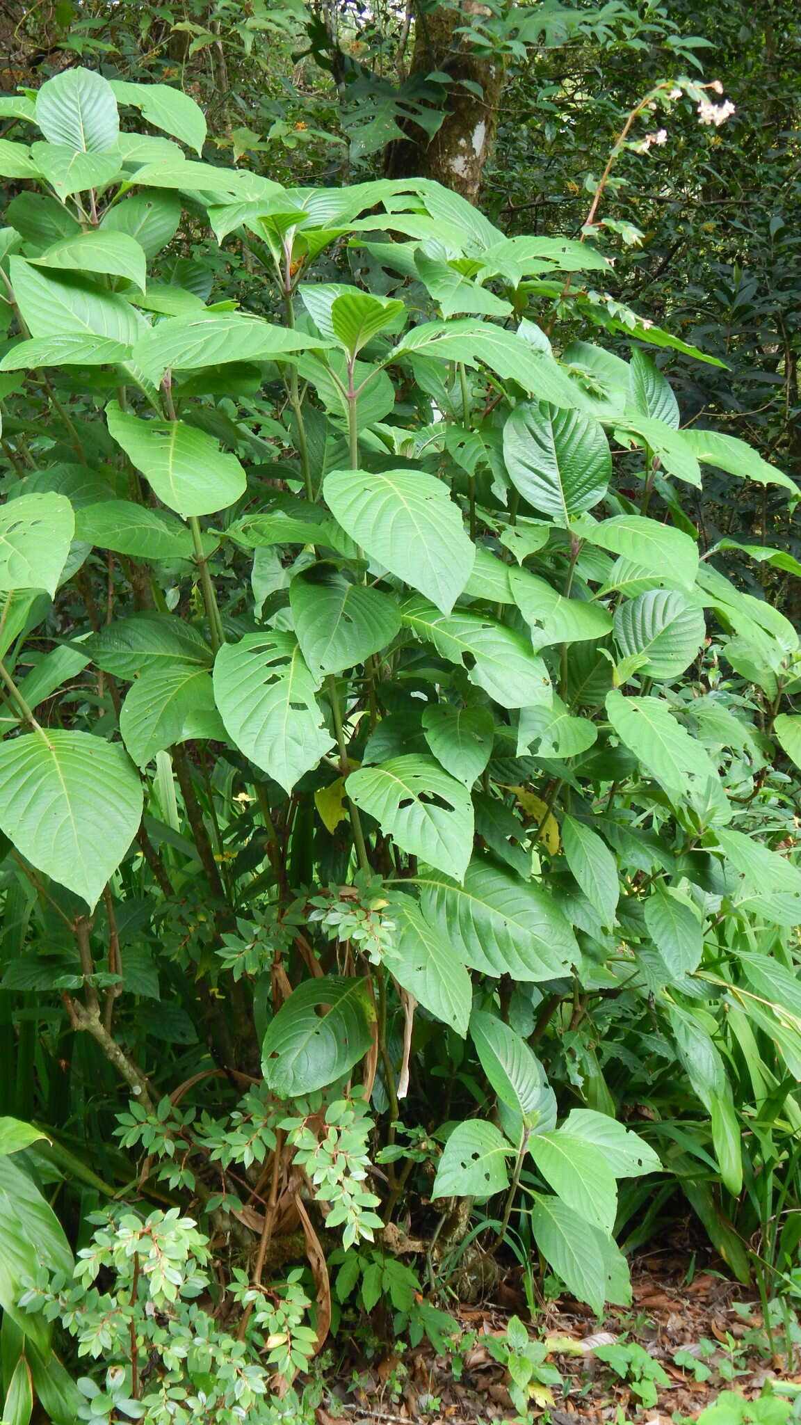 Image of fuchsia begonia