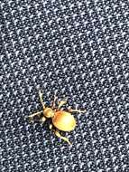 Image of Golden spider beetle