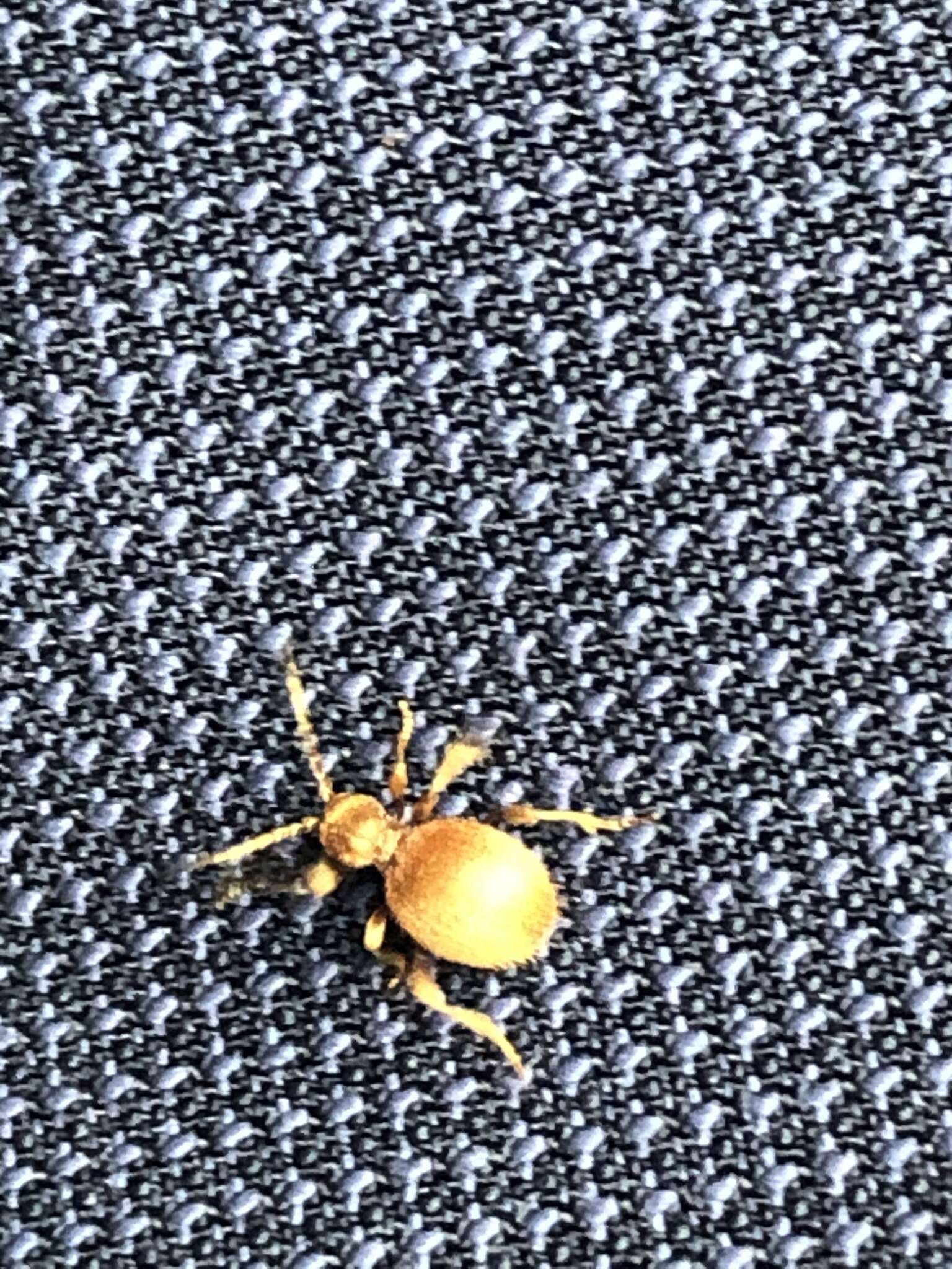 Image of Golden spider beetle