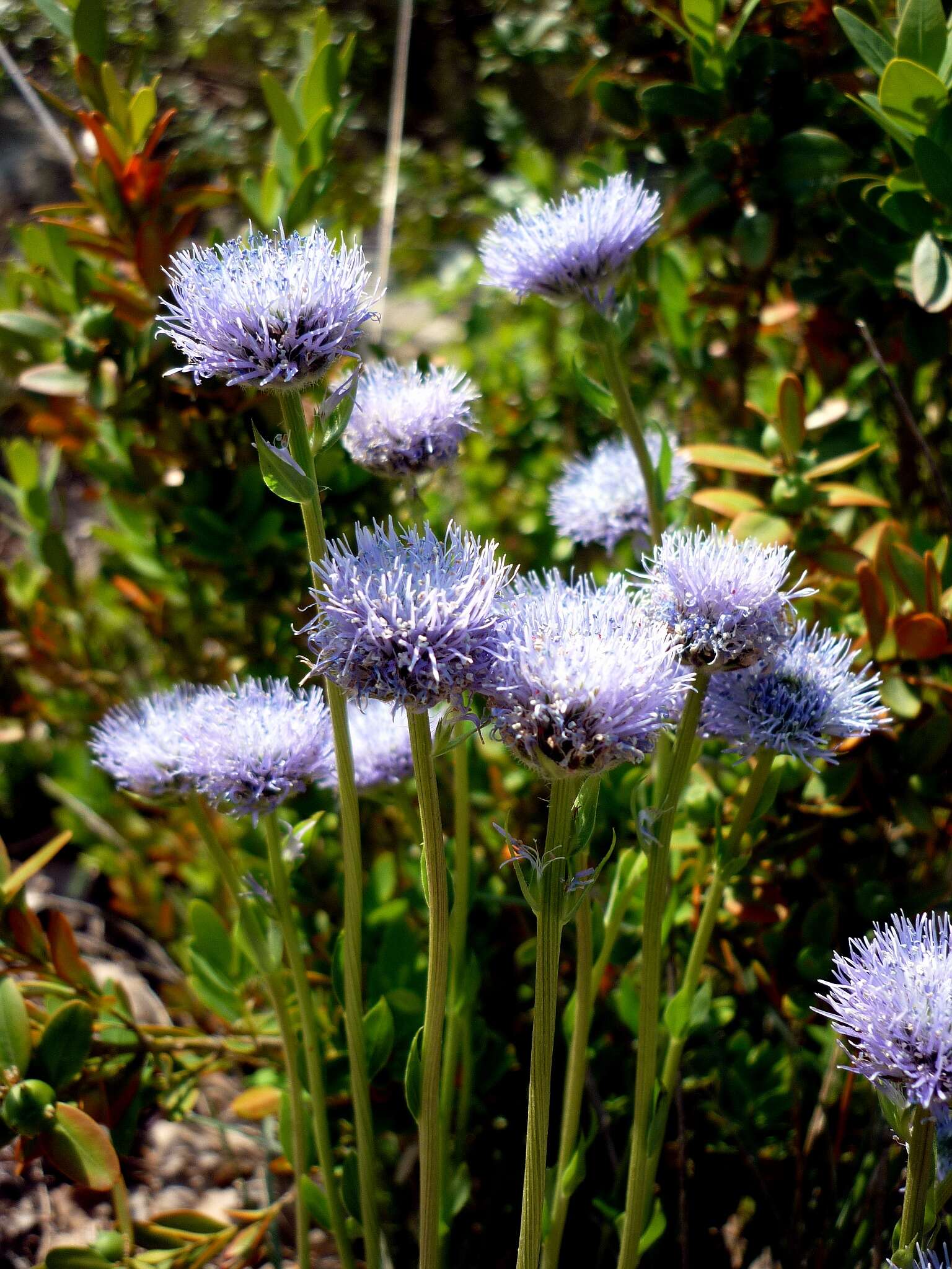 Image of Globularia vulgaris L.