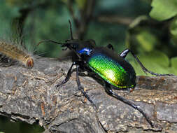 Image of forest caterpillar hunter