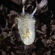 Image of Acanthodoris rhodoceras Cockerell 1905