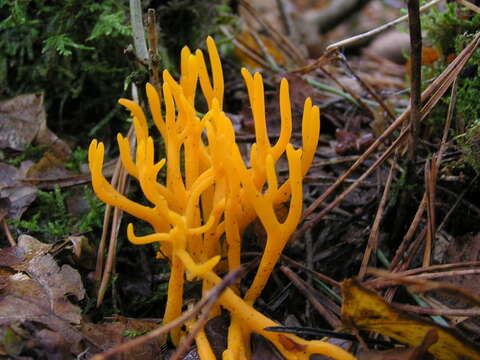 Image of Calocera viscosa (Pers.) Fr. 1821