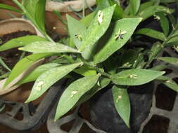 Imagem de Ruscus hypoglossum L.