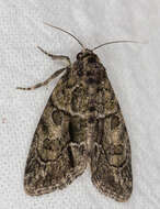 Image of Cryphia (Cryphia) fraudatricula (Hübner)