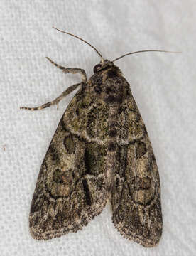 Image of Cryphia (Cryphia) fraudatricula (Hübner)