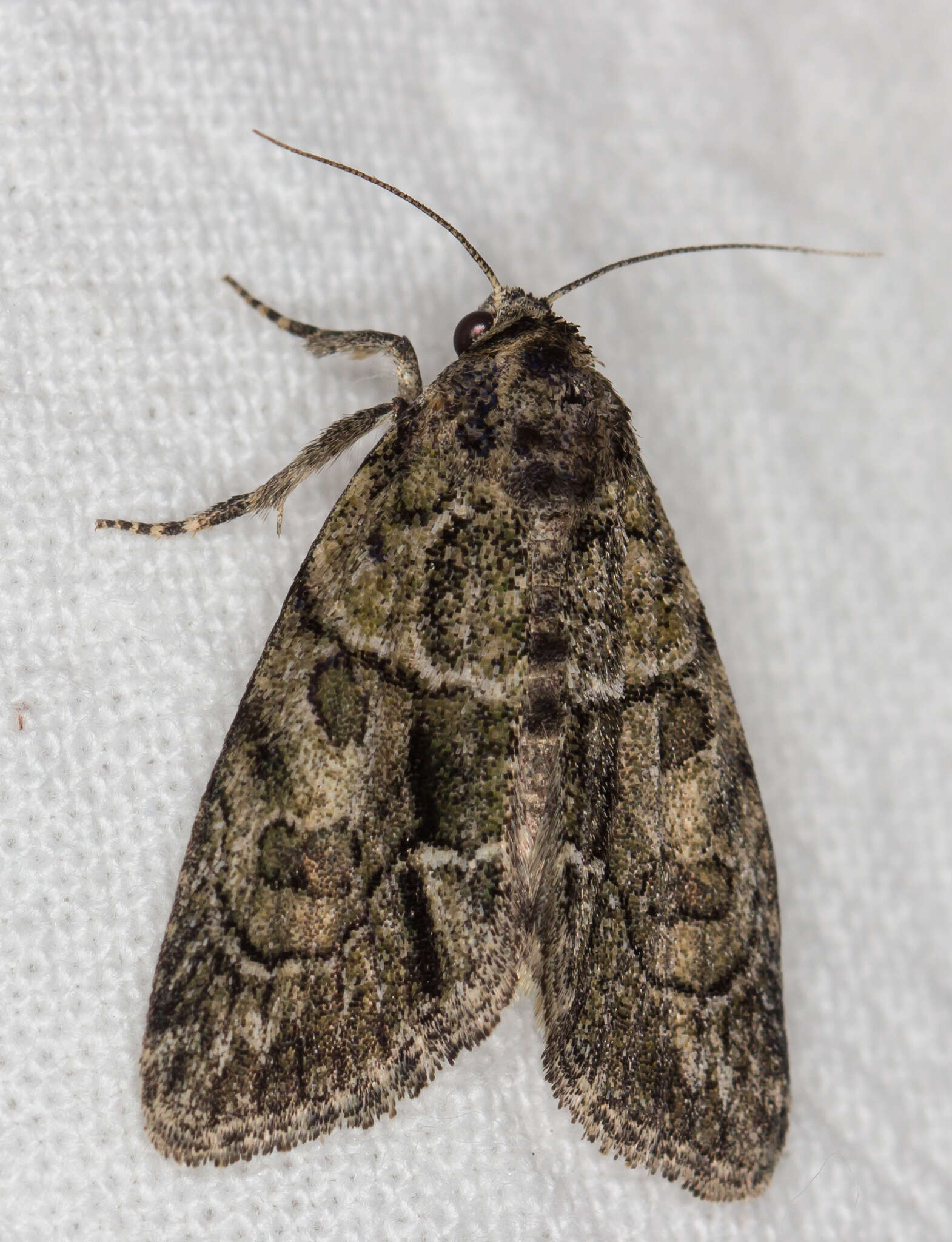 Image of Cryphia (Cryphia) fraudatricula (Hübner)