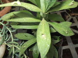 Imagem de Ruscus hypoglossum L.