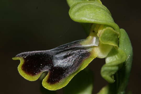 Image of Ophrys fusca subsp. blitopertha (Paulus & Gack) Faurh. & H. A. Pedersen