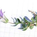 Image of Campanula afganica Pomel