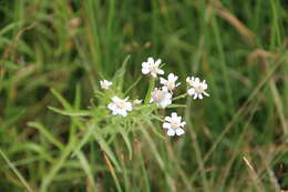 Слика од Achillea alpina subsp. camtschatica (Heimerl) Kitam.