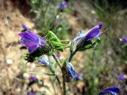 Imagem de Echium vulgare L.