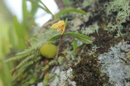 Imagem de Maxillaria notylioglossa Rchb. fil.