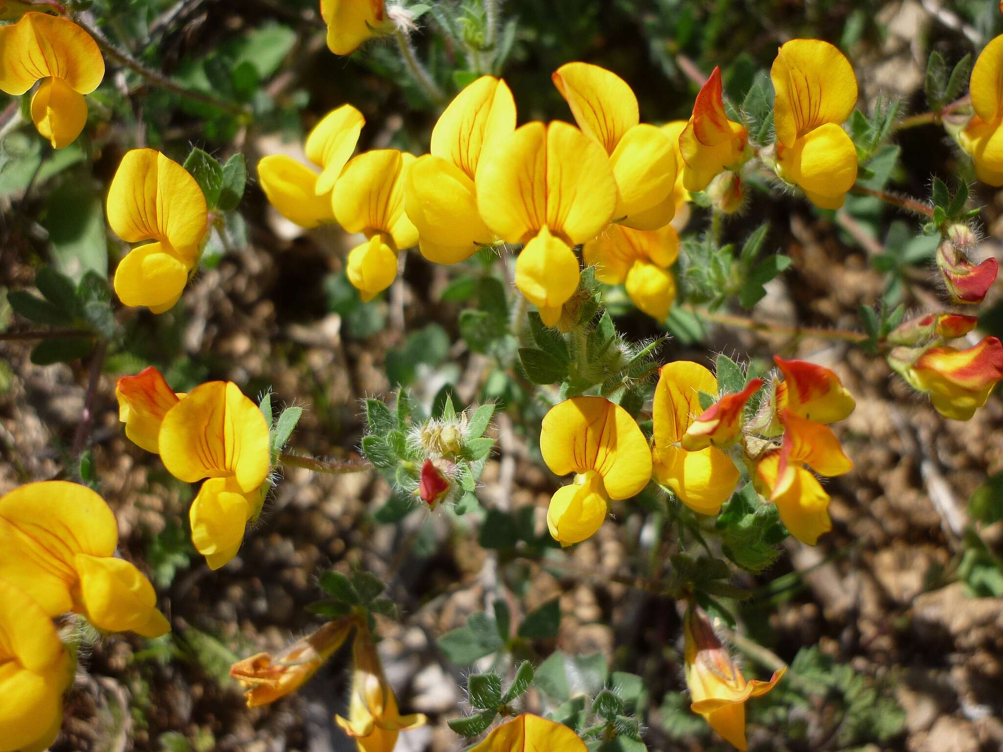 Image of Common Bird's-foot-trefoil