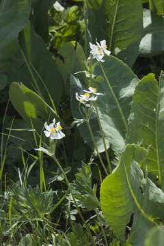 Imagem de Anemonastrum protractum (Ulbrich) Holub