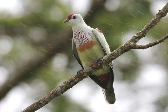 Image of Many-colored Fruit Dove