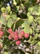 Image of Monterey manzanita