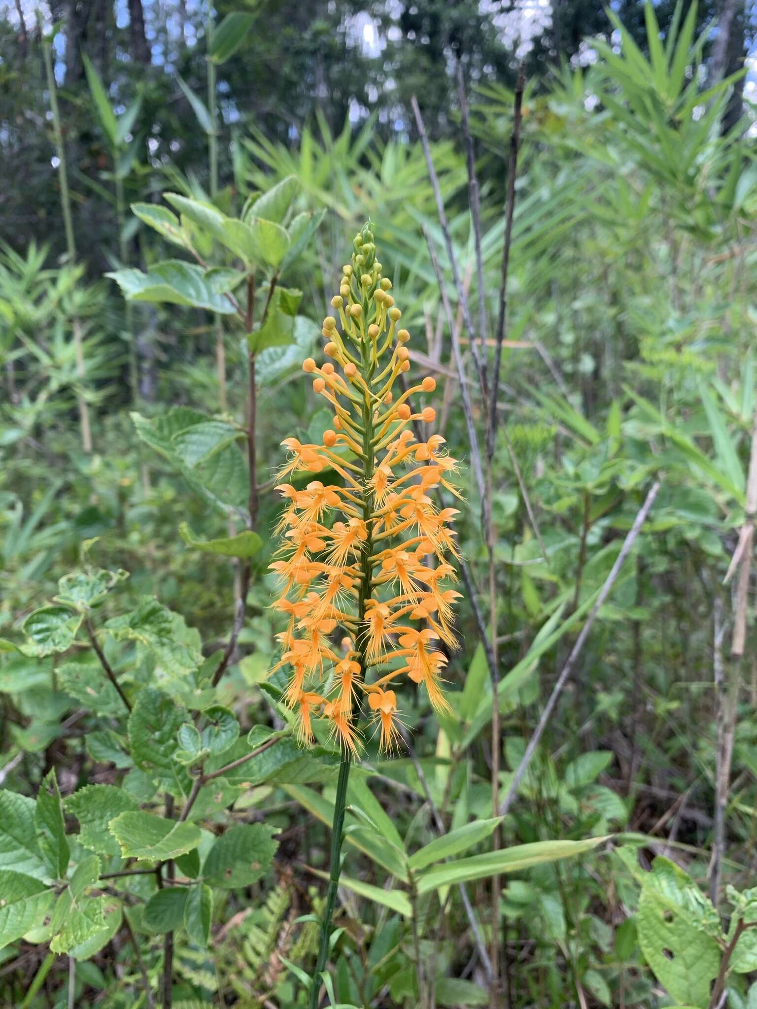 Image of Chapman's Fringed Orchid