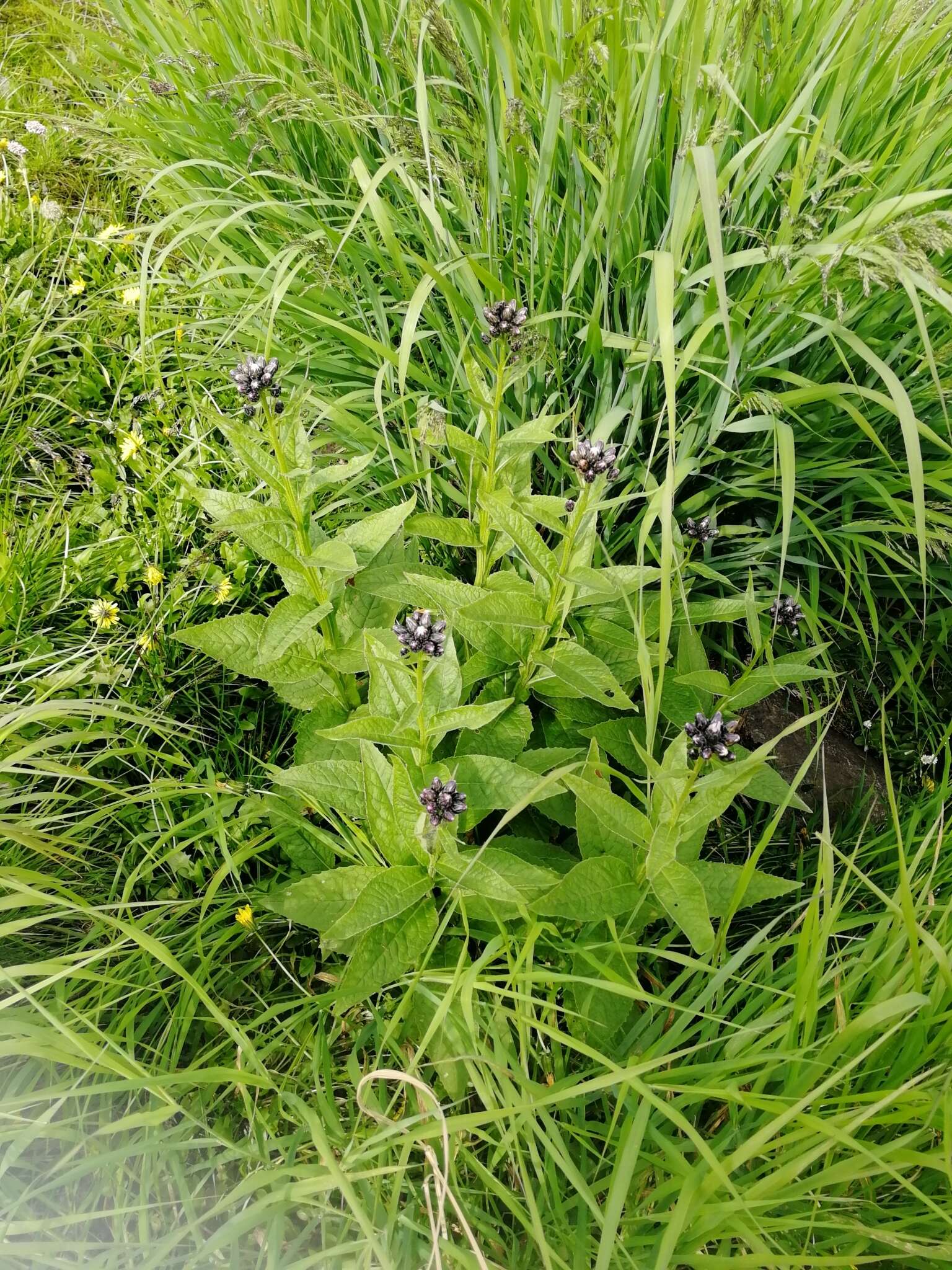 Saussurea latifolia Ledeb. resmi