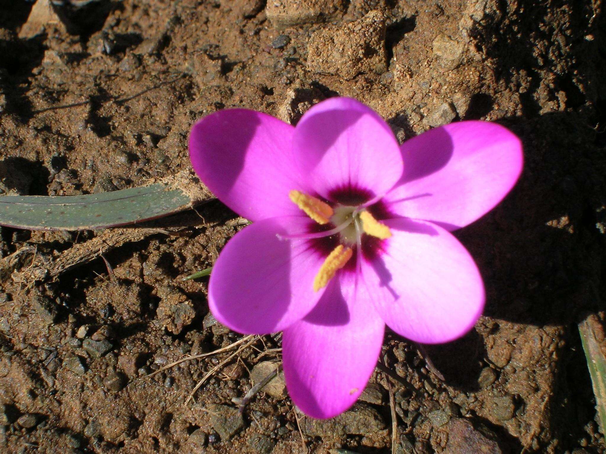 Plancia ëd Hesperantha humilis Baker