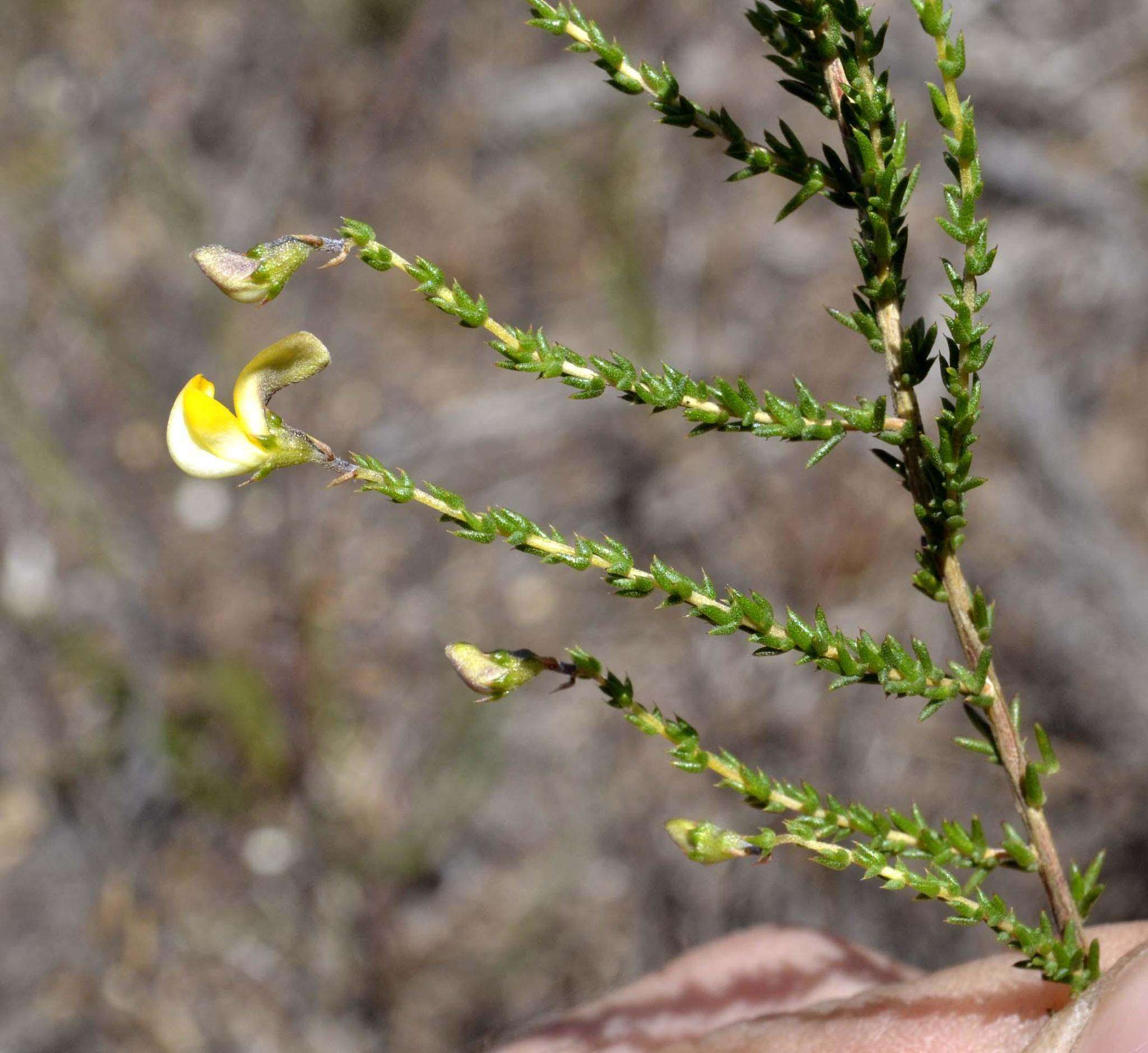 Image of Aspalathus microphylla DC.