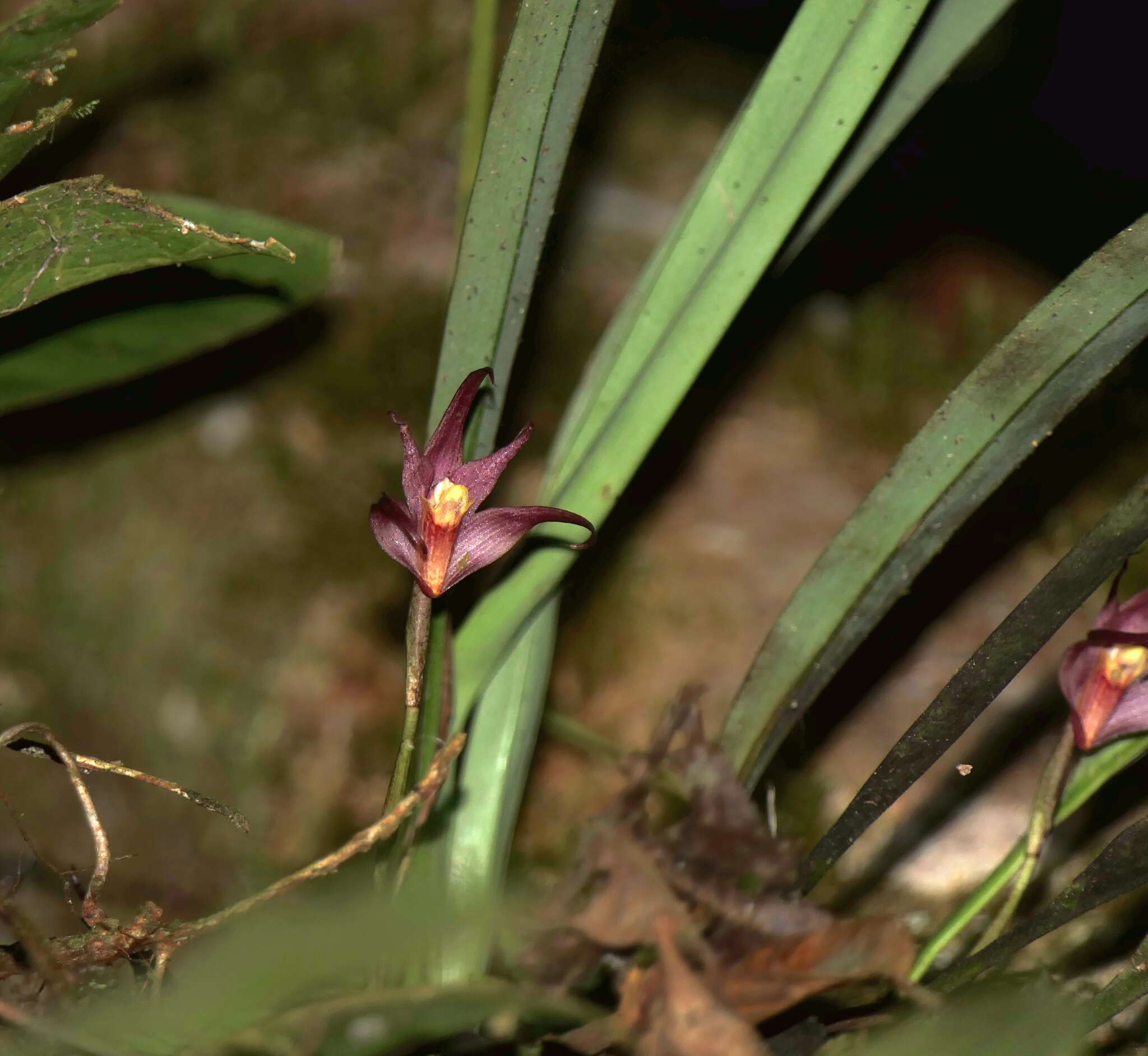 Image of Maxillaria thurstoniorum Dodson