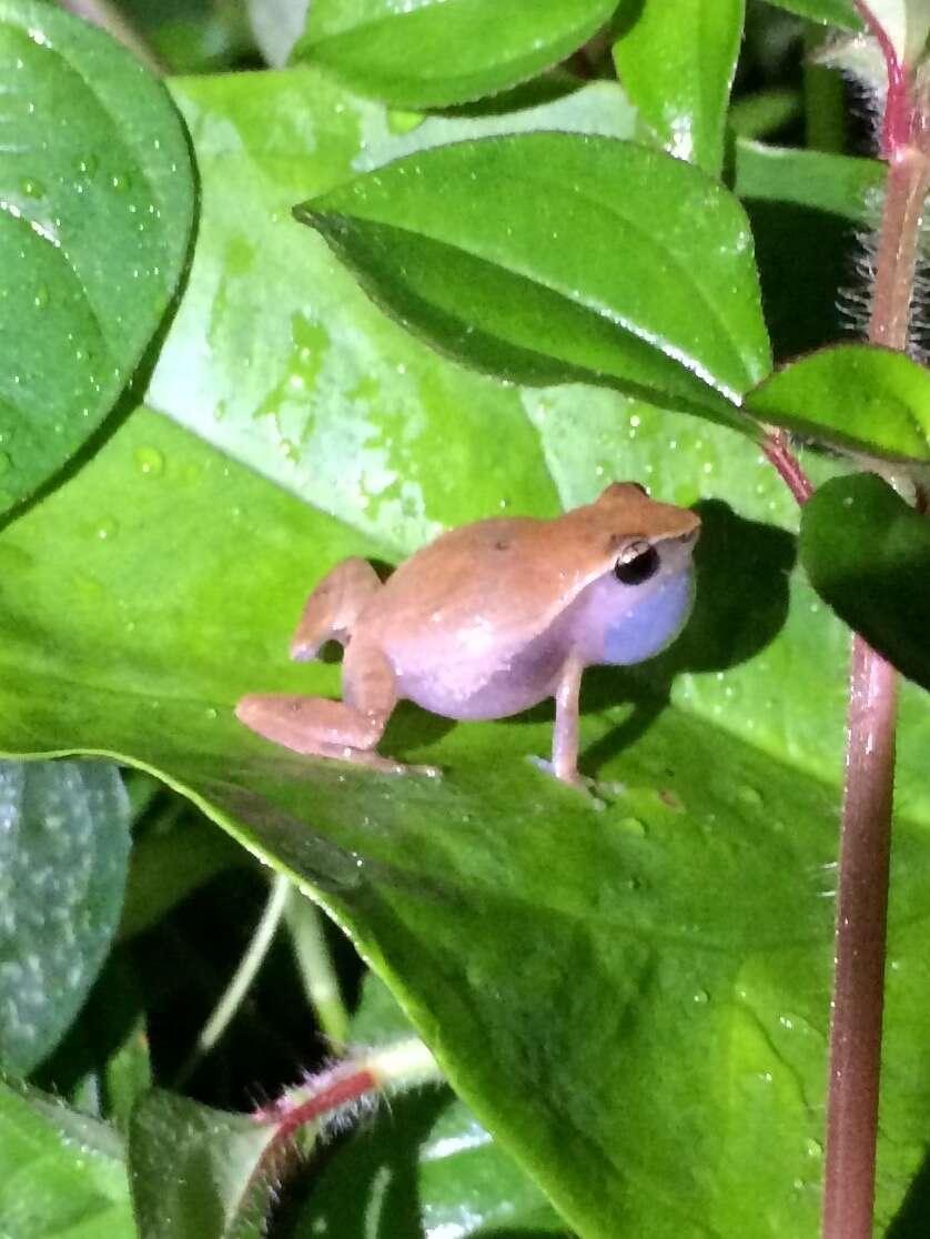 Image of Forester's Cabin Robber Frog