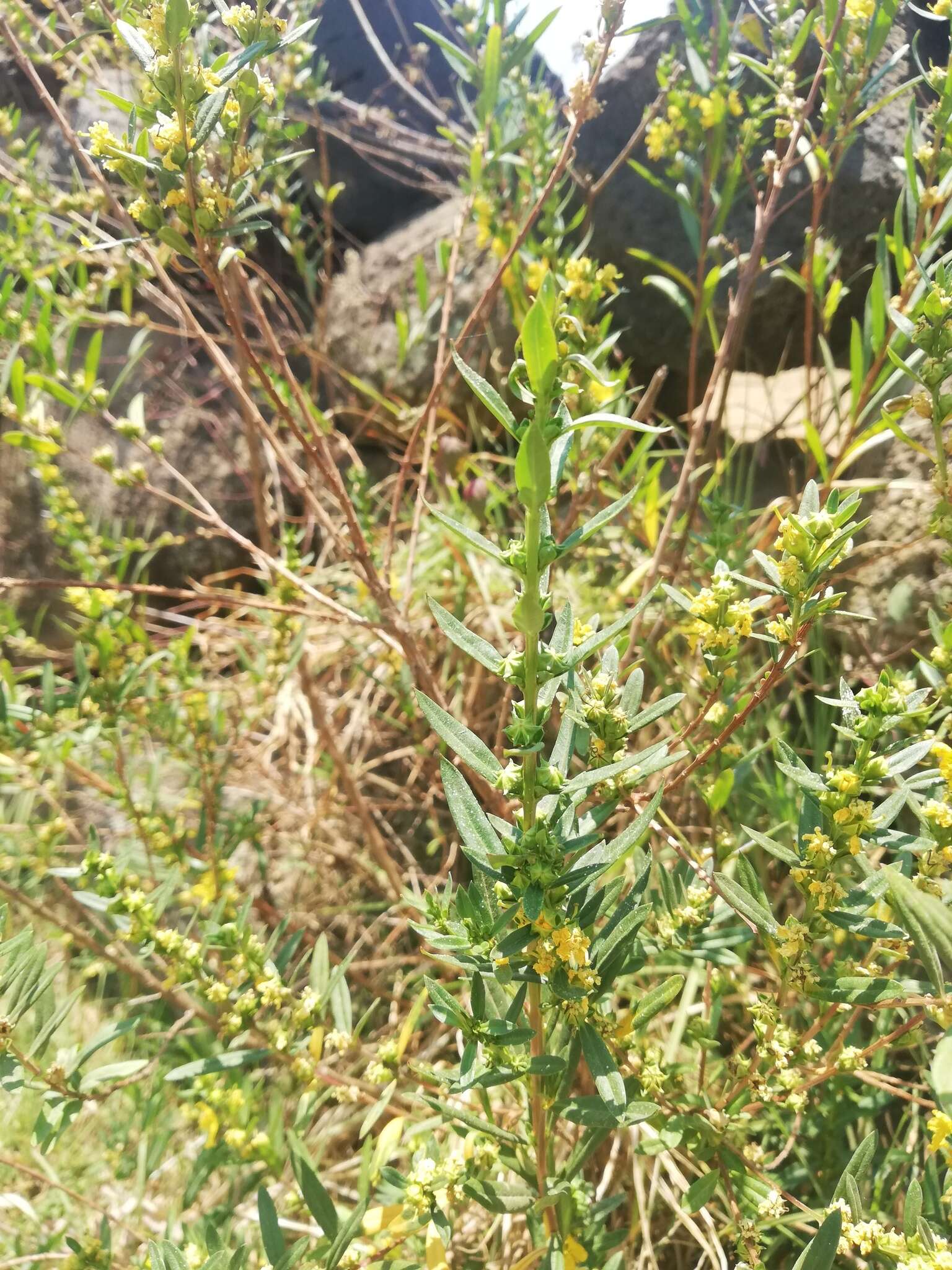 Image of shrubby yellowcrest