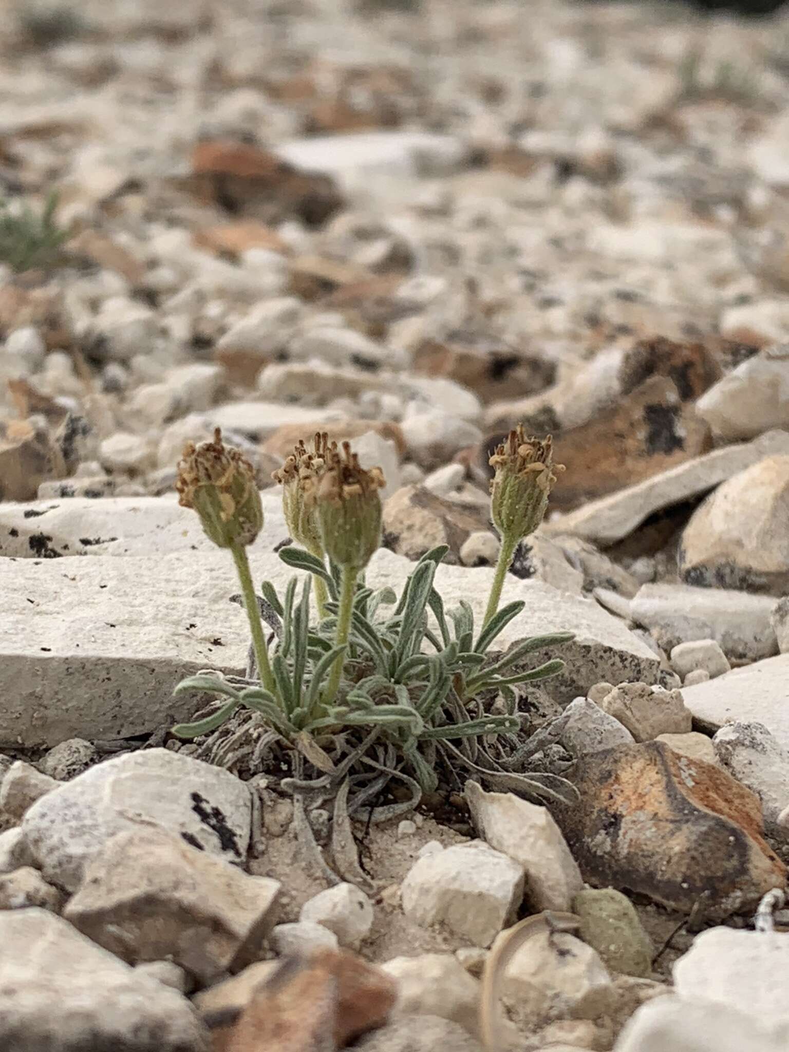 Image of Indian Canyon fleabane