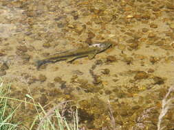 Image of Chinook Salmon