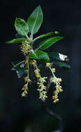 Image of interior live oak