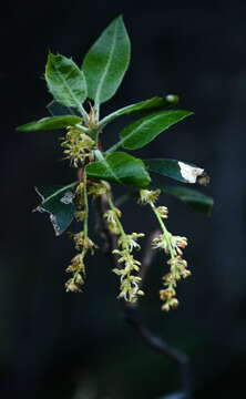 Image of interior live oak