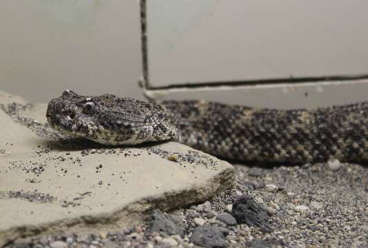 Image of Speckled Rattlesnake